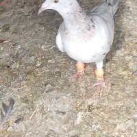 ۲ تا کبوتر خطی