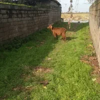 بز بزغاله پاکستانی ماده|حیوانات مزرعه|دابودشت, |دیوار