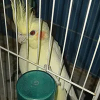 حیوانات خانگی|پرنده|آشخانه, |دیوار