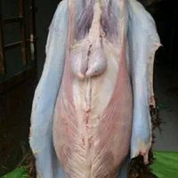 قصاب گوسفند و گاو (سیار)|خدمات پذیرایی، مراسم|رفسنجان, |دیوار