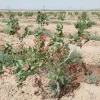 زمین-5هزارمتر-آب-ازدوچاه-هشت-اینج