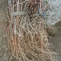 فروش نهال|خدمات باغبانی و درختکاری|بکتاش, |دیوار