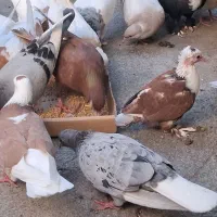 کلاغ کاکلی سرخ هفترنگ کله سفید کربلایی