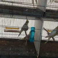 عروس هلندی|پرنده|علیآباد کتول, |دیوار