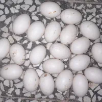 تخم اردک تازه و سالم