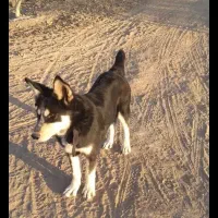 سگ هاسکی نر