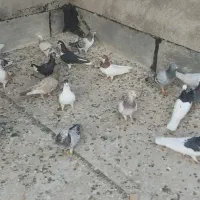 کبوتررنگی|پرنده|الوند, |دیوار