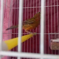 قناری نر سوخته ای اصل اخر پر ریزی|پرنده|اصفهان, دانشگاه اصفهان|دیوار