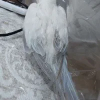 طوطی راهب جنسیت ماده رنگ خاص