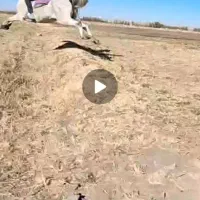 اسب نریان|اسب و تجهیزات اسب‌سواری|مشگین شهر, |دیوار