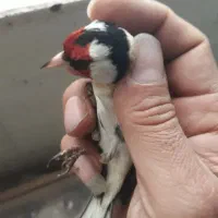 سهره|پرنده|نسیم‌شهر, |دیوار