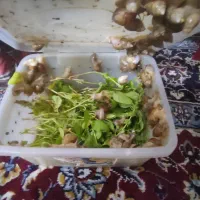 فروش حلزون|خزنده|کاشان, میدانگاه آقا|دیوار