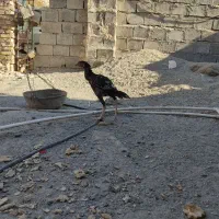 جوجه خروس لاری اصیل|حیوانات مزرعه|سراوان, |دیوار