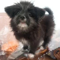 واگذاری هاپو ناز|سگ|گلبهار, شهر جدید گلبهار|دیوار