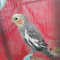 عروس هلندی|پرنده|میمند, |دیوار