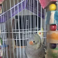 عروس هلندی ماده