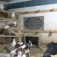 دوکت همه رنگ|پرنده|بندر ماهشهر, |دیوار