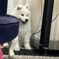 سامویید سه ماه