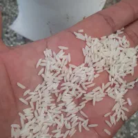 برنج طارم هاشمی ممتاز فریدونکنار|خوردنی و آشامیدنی|ایلام, |دیوار
