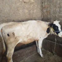 گاو آبستن سیمینتال