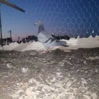 کفتر.|پرنده|تربت‌حیدریه, یحیی آباد|دیوار