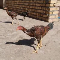 ۵ تا جوجه لاری ۴ ماهه|حیوانات مزرعه|تربتحیدریه, مورشک|دیوار