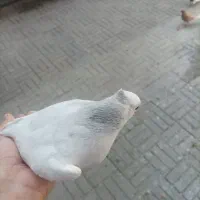 کبوتر سینه کله دم سفید|پرنده|مشهد, کوه سنگی|دیوار