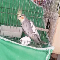 3عدد عروس هلندی نر