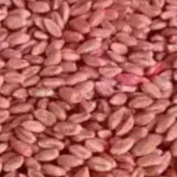 بذر گندم پیشگام