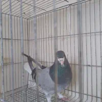 سیاه پشت|پرنده|اصفهان, شهرک زاینده رود|دیوار