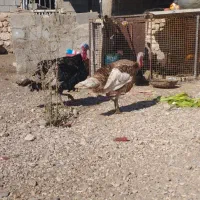 فروش بوقلمون نر دوتا