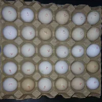 تخم مرغ محلی نطفه دار