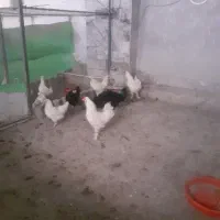 مرغ و خروس سلطان