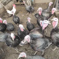 بوقلمون سرحال