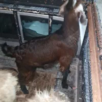 تعدادی بزوکهره ودوتادوبور