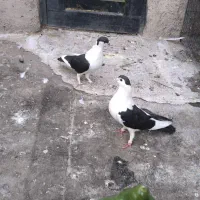 معاوضه با زاغ بازیکن