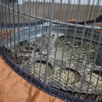 پرنده|پرنده|شیراز, شهرک گلستان|دیوار