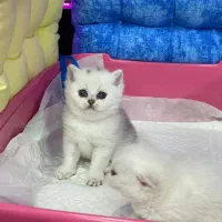 ملوسای بلا|گربه|رشت, منظریه|دیوار