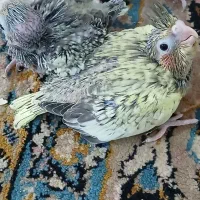 سالن پرورش عباسی|پرنده|شوشتر, |دیوار