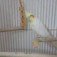 طوطی جفت لوتیتو مولد