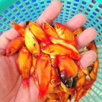 ماهی قرمز مخلوط شب عید