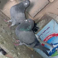 کبوتر|پرنده|بروجن, |دیوار
