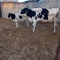 فروش گاو شیری