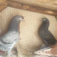 کفتر ۴طوق مفلق پرشی آفتاب نخورده