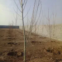 زمین ۲۴۰ متری حاشیه بلوار شاهنامه