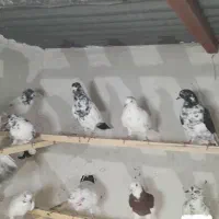 کبوتر پرشی کاشان