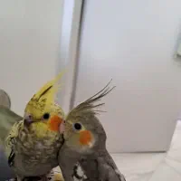 عروس هلندی|پرنده|تهران, مشیریه|دیوار