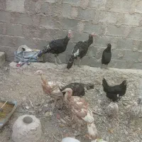 بوقلمون زنده|حیوانات مزرعه|بردسیر, |دیوار