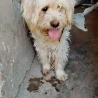 سگ پاکوتاه نژاد شیتیزو