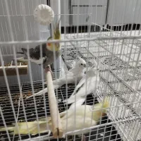 عروس هلندی مولد